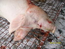 Diszóvágás - Pigsticking - Schweineschlachtung